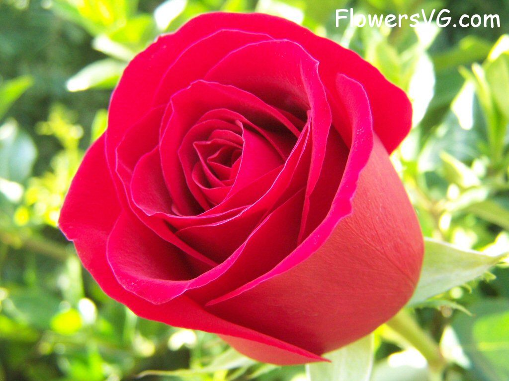 rose_bright_red_bloomed photo