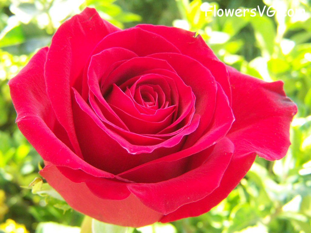 rose_bright_red_bloomed_big photo