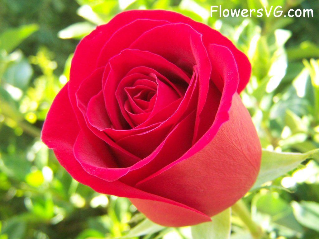 rose_bright_red_bloomed_flower photo