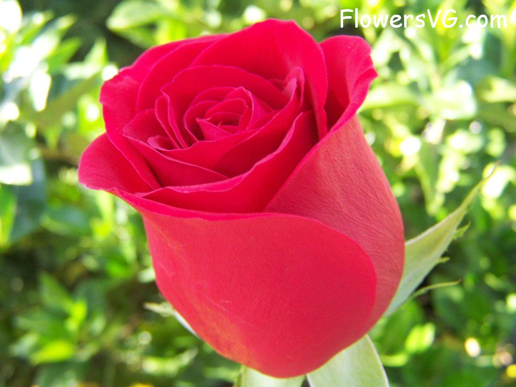 rose_bright_red_bloomed_green_background photo