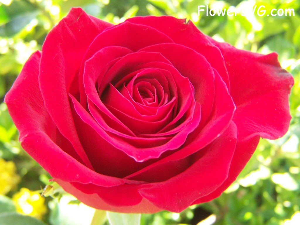 rose_bright_red_bloomed_large photo