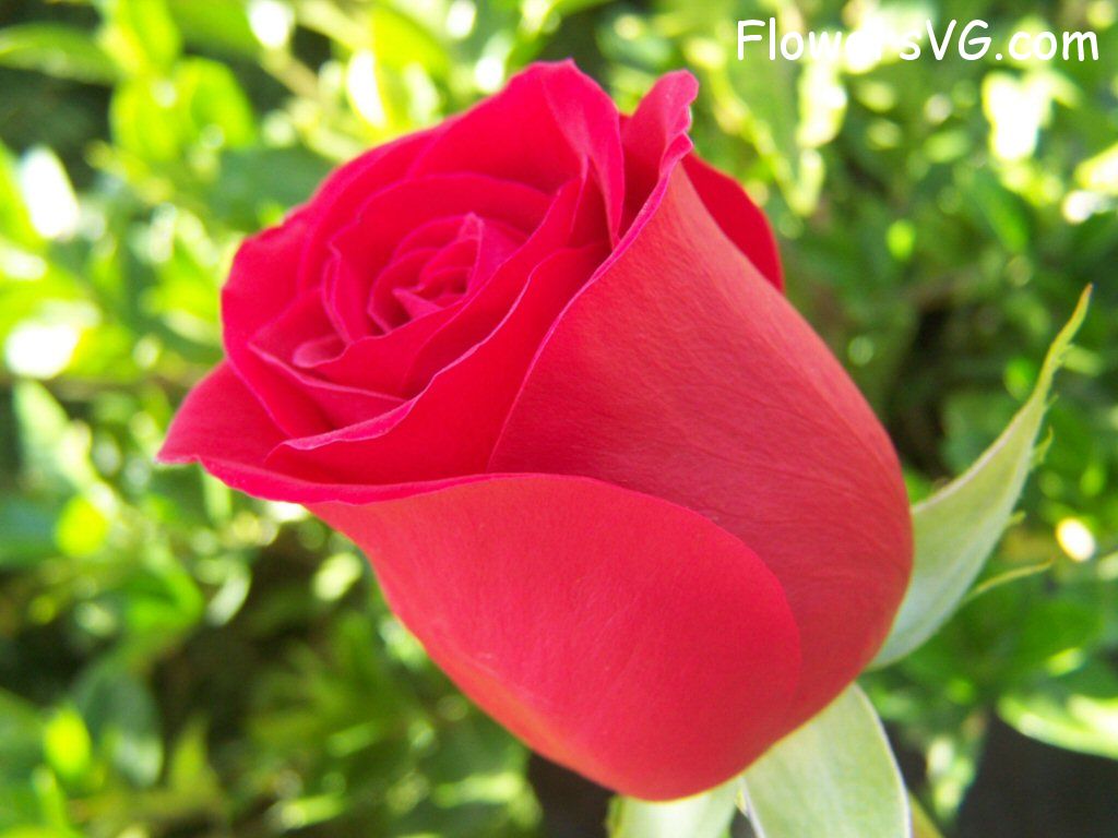 rose_bright_red_bloomed_side_view photo