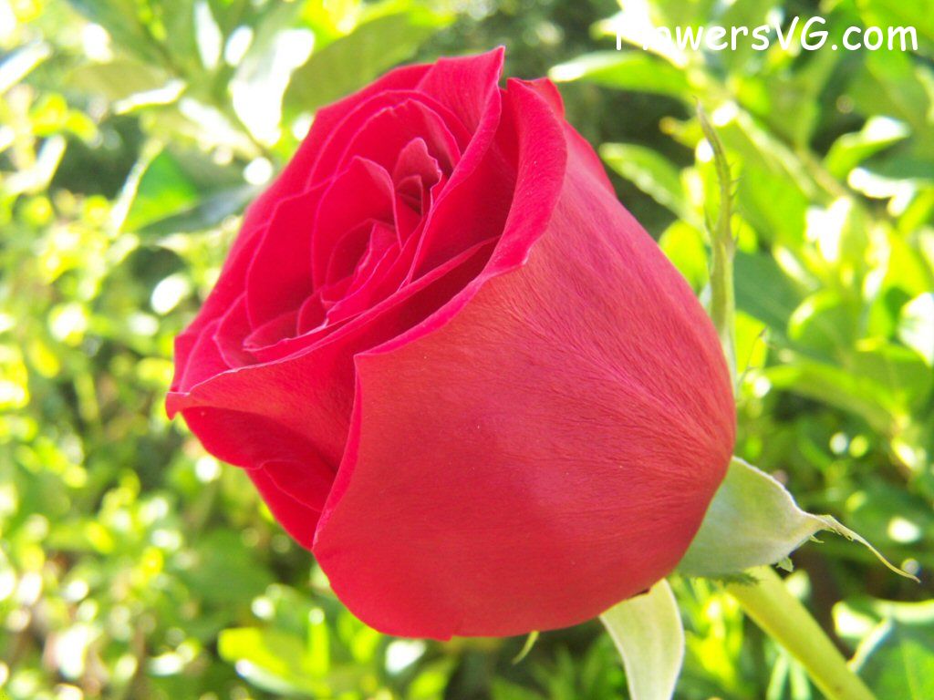 rose_bright_red_bush photo