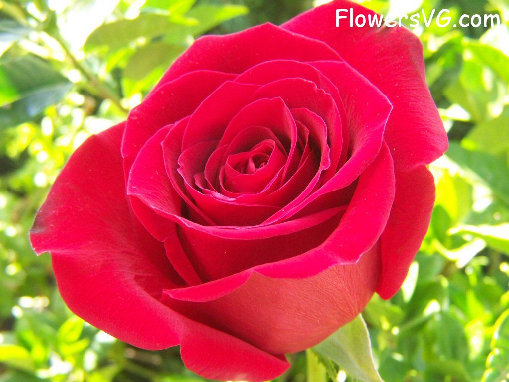 rose_bright_red_bush_bloom photo
