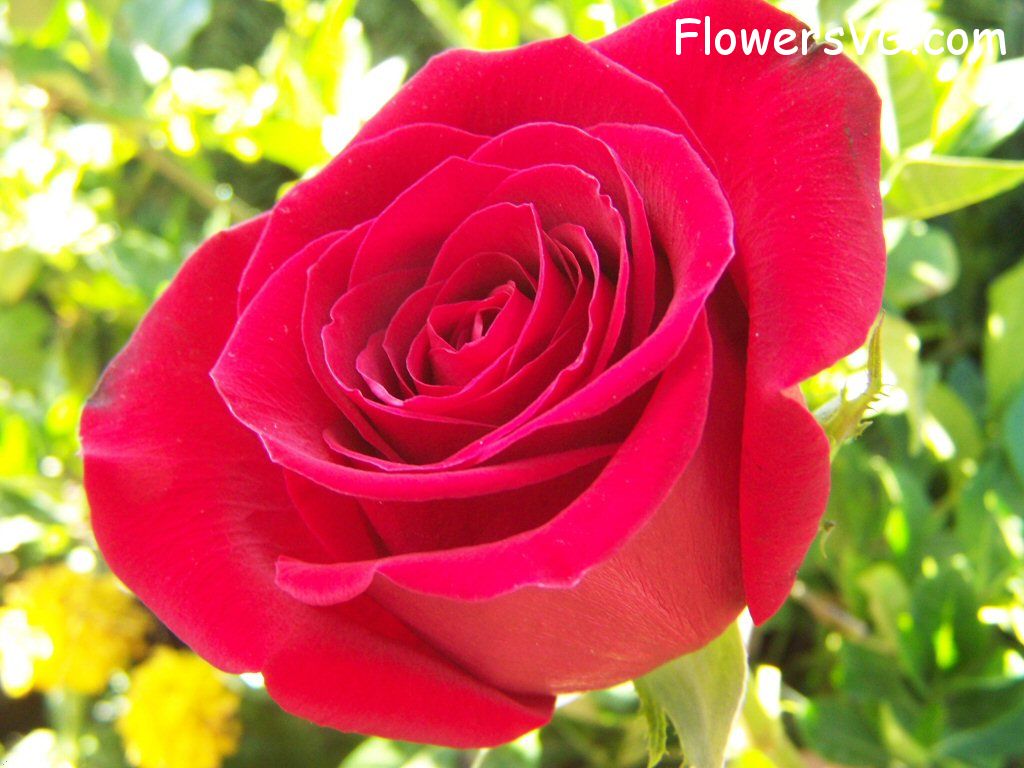 rose_bright_red_bush_bloomed photo