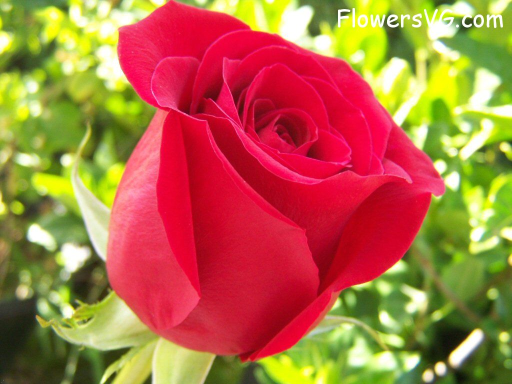 rose_bright_red_bush_bloomed_big photo
