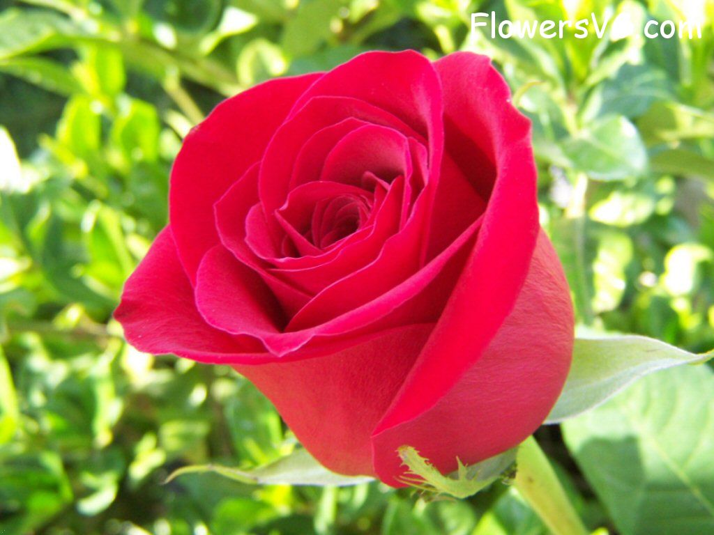 rose_bright_red_garden_bloom photo