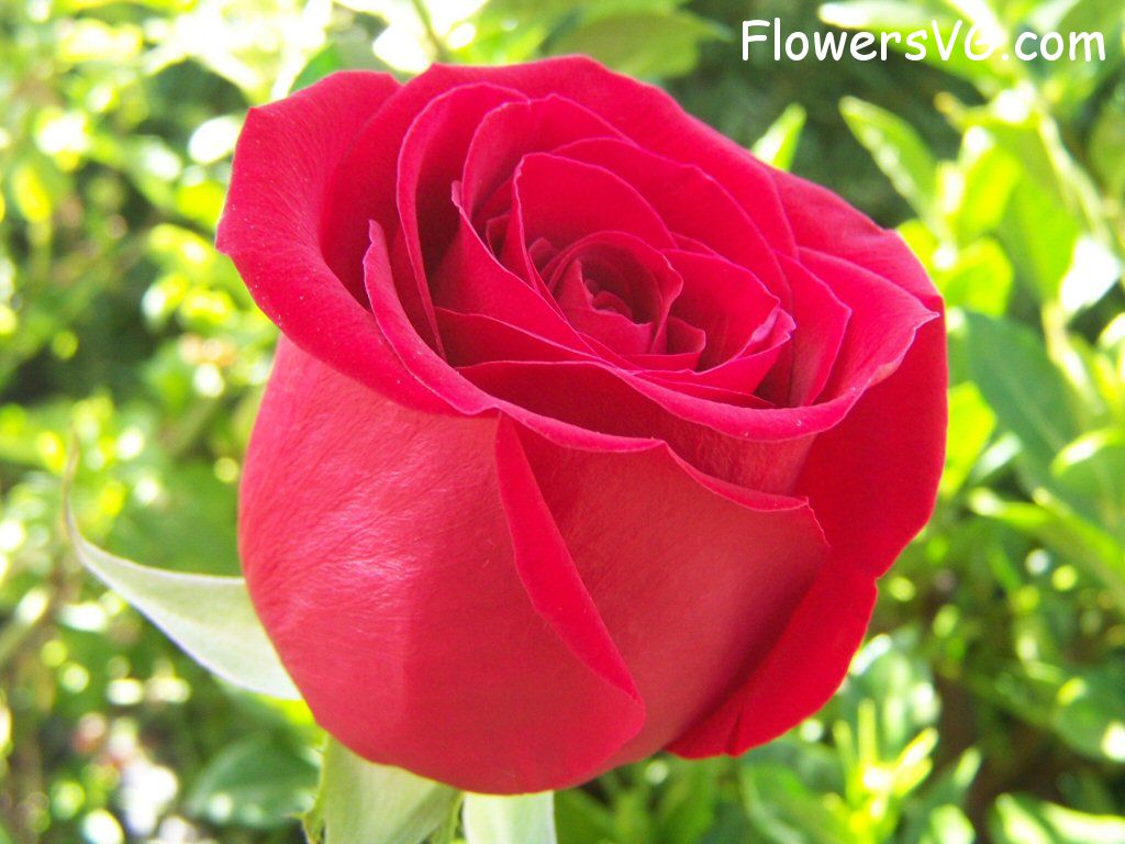 rose_bright_red_garden_bush_bloomed photo