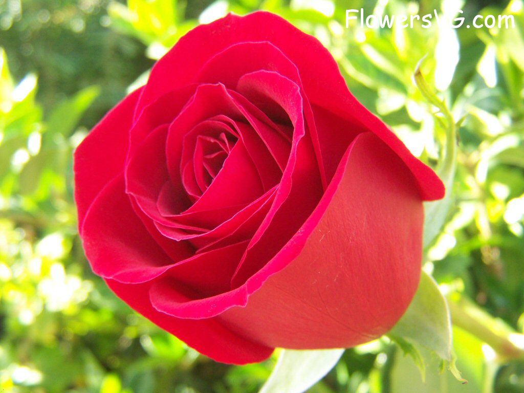 rose_bright_red_garden_flower photo