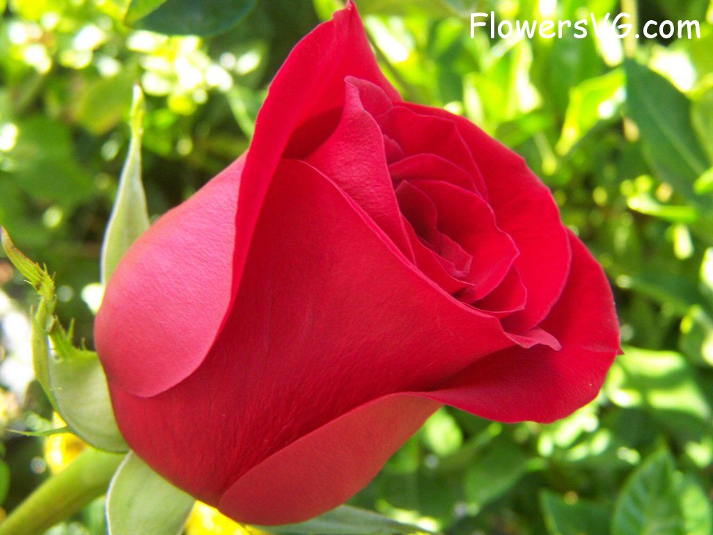 rose_bright_red_garden_flower_perfect photo