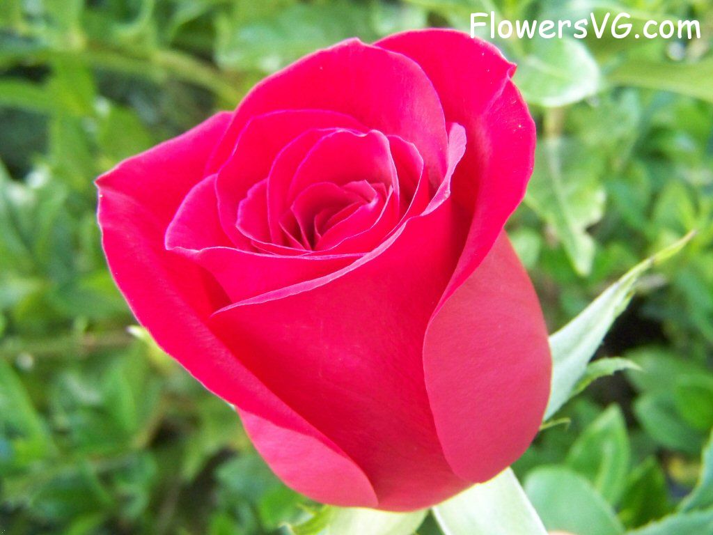 rose_bright_red_garden_short_stem photo