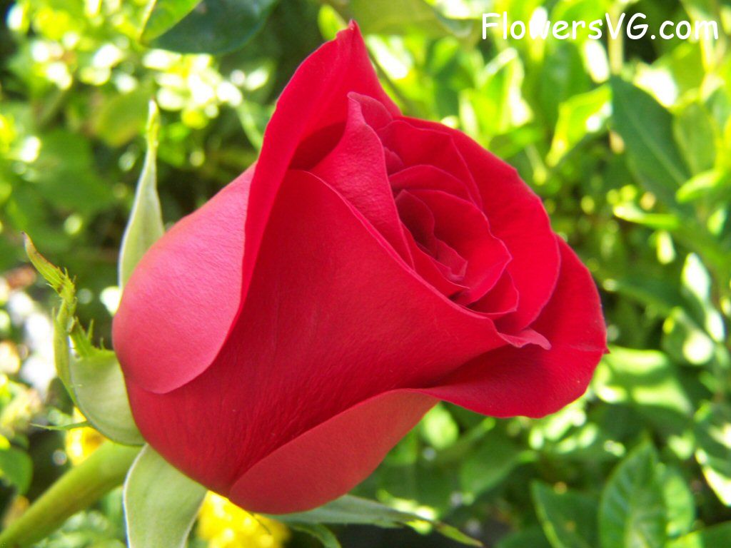 rose_bright_red_green_background photo