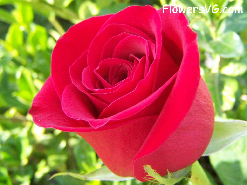 rose_bright_red_perfect photo