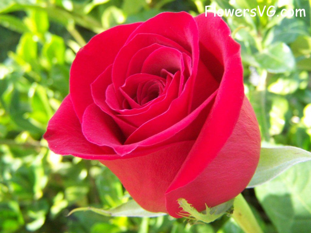 rose_bright_red_perfect_flower photo