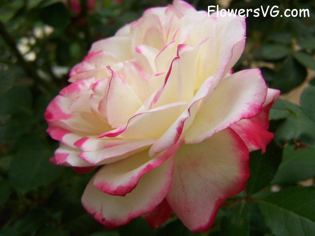 rose_bright_red_white_bloom_big photo