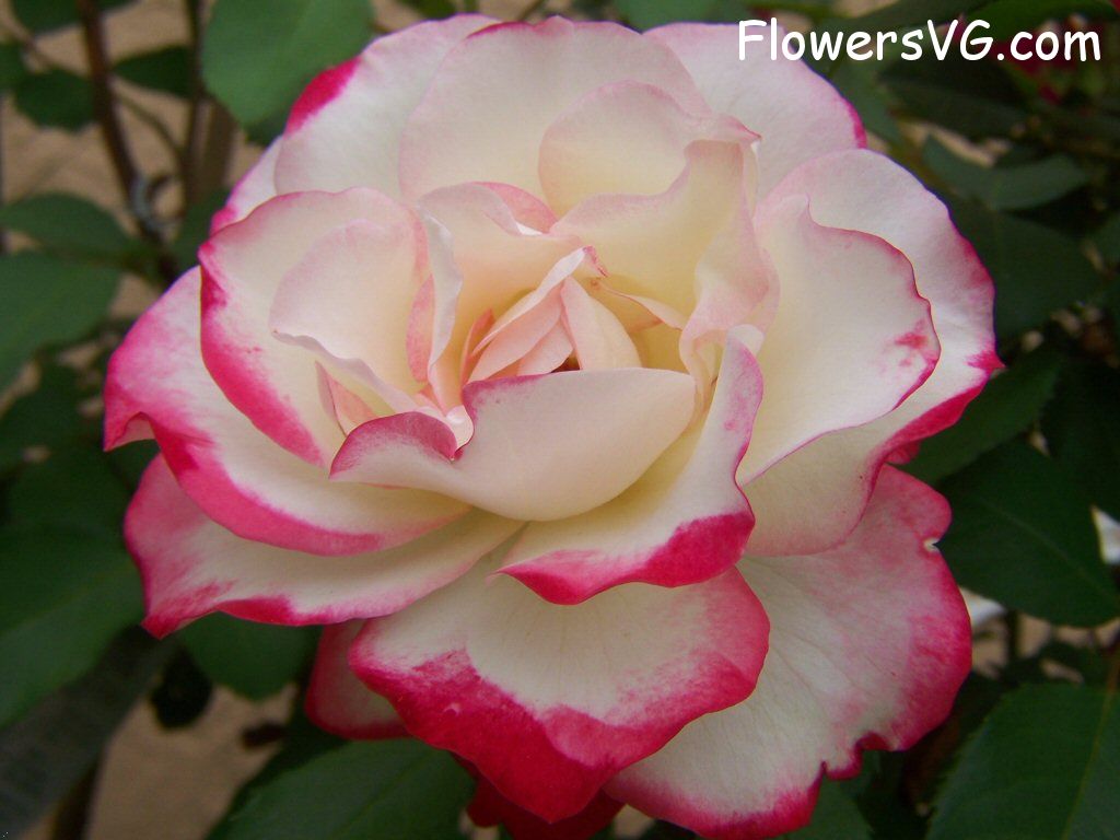 rose_bright_red_white_bloomed photo