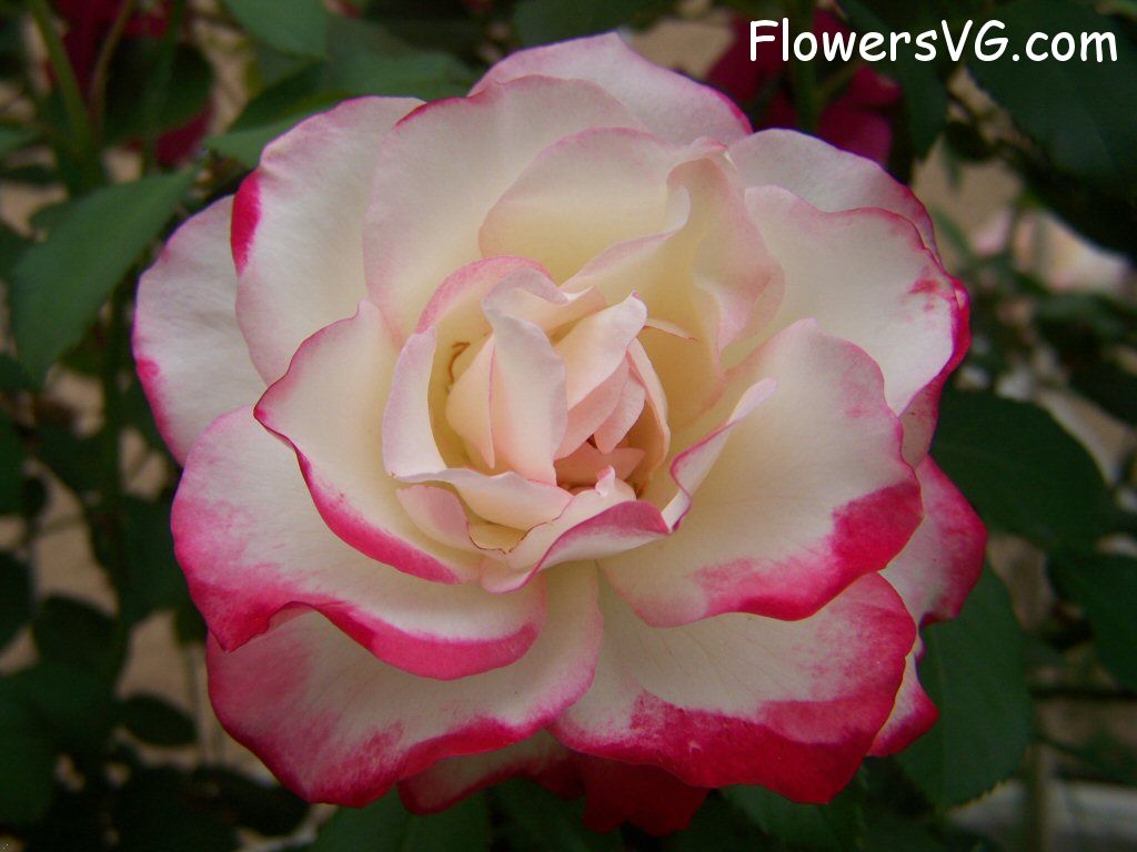 rose_bright_red_white_garden_bloom photo