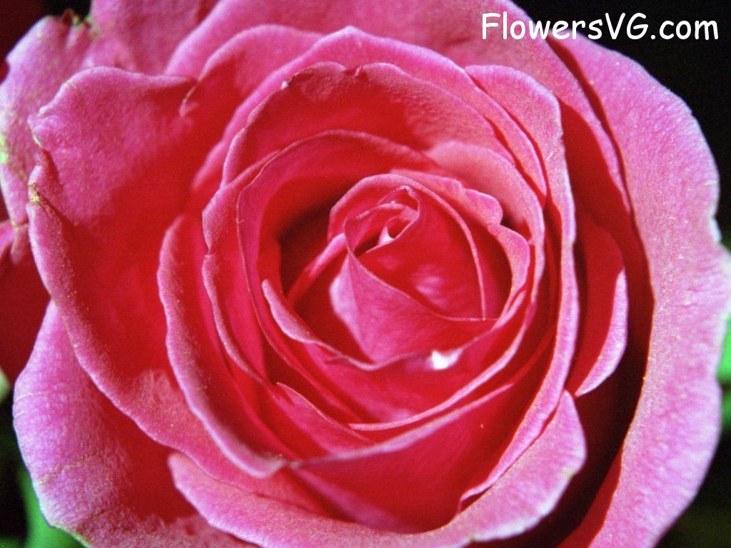rose_dark_pink_closeup_flower photo