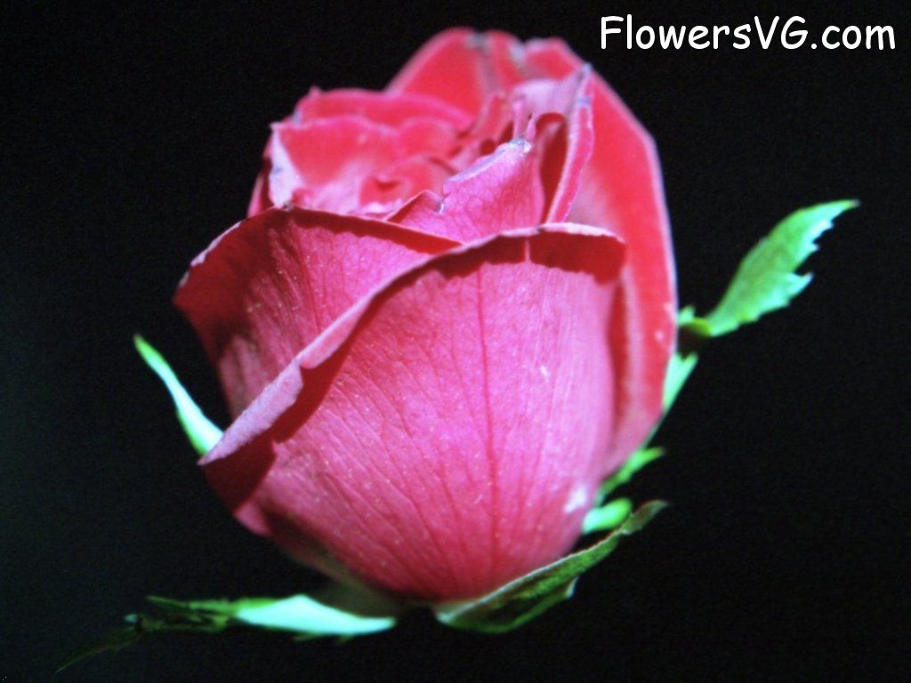 rose_dark_pink_cut_flower photo