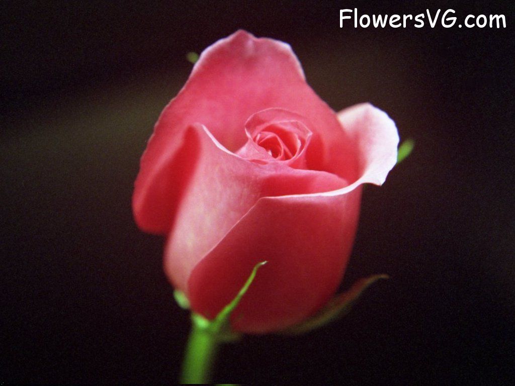 rose_dark_pink_flower photo