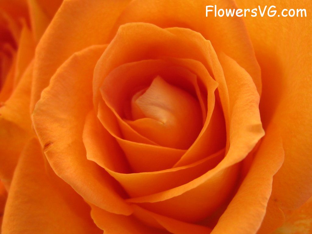 rose_flower_orange_beautiful photo