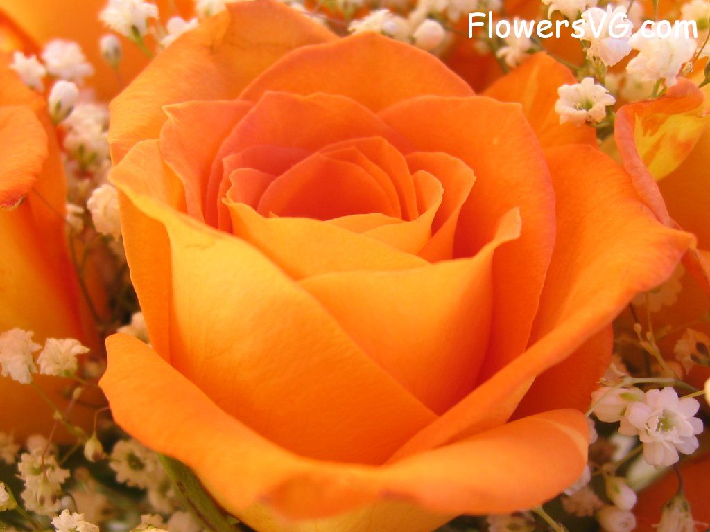 rose_flower_orange_bouquet photo