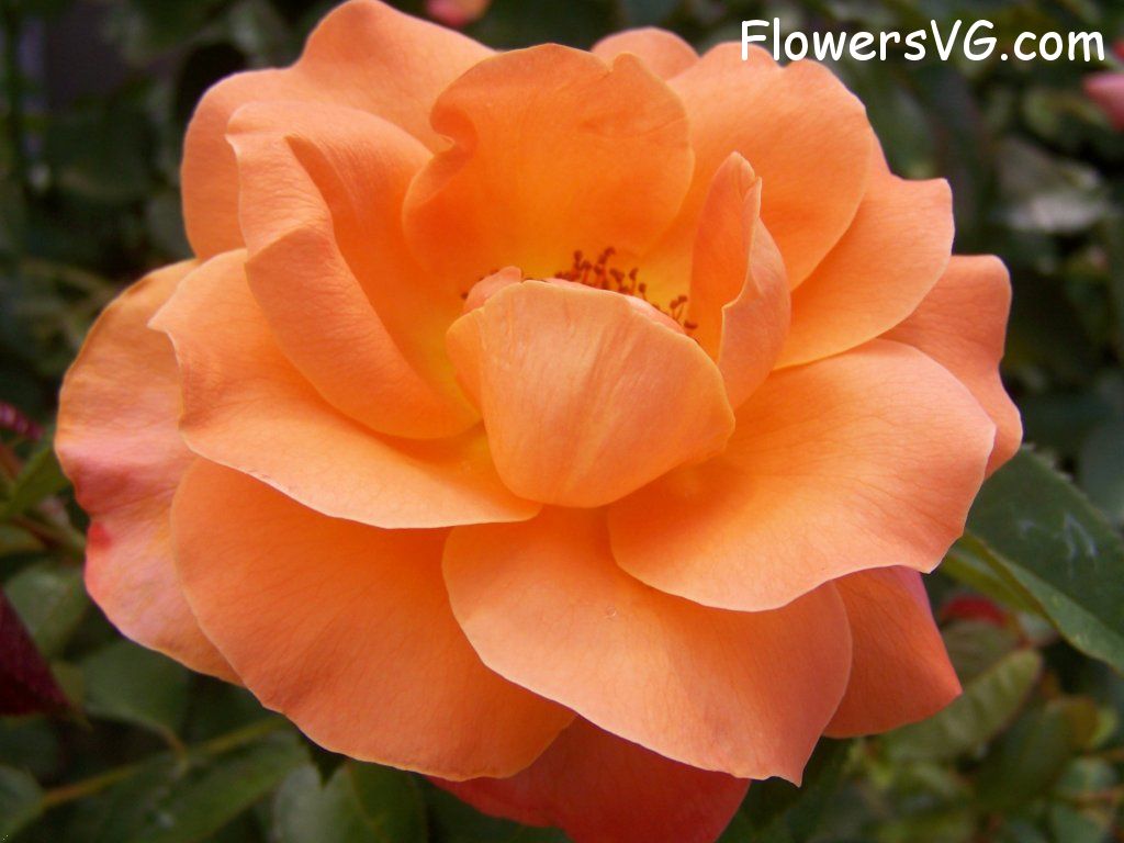 rose_flower_orange_garden photo