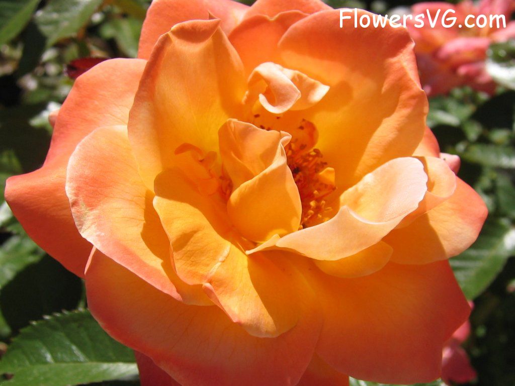 rose_flower_orange_garden_bloomed photo