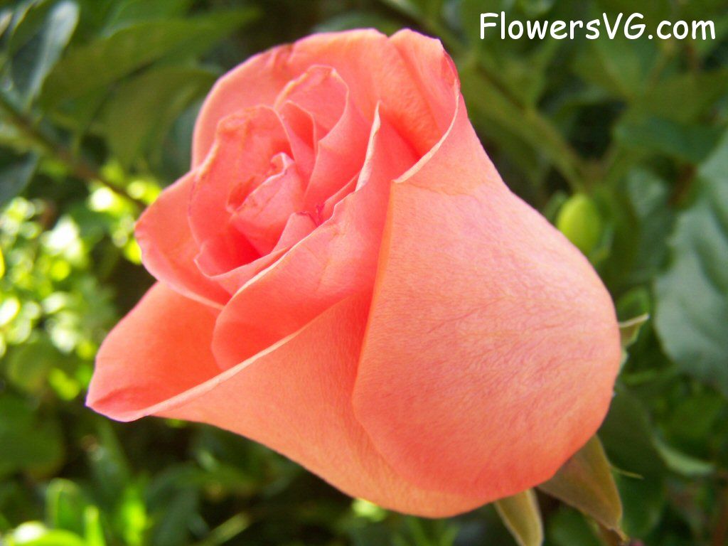 rose_light_orange_beautiful_flower photo