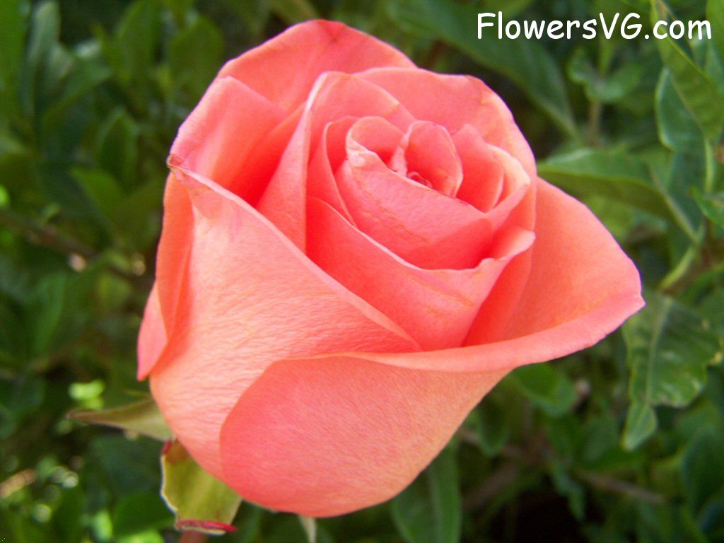 rose_light_orange_garden_beautiful photo
