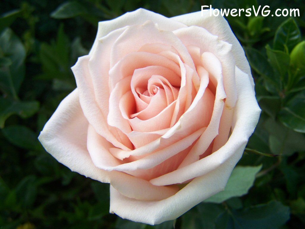 rose_light_pink_white_beautiful photo