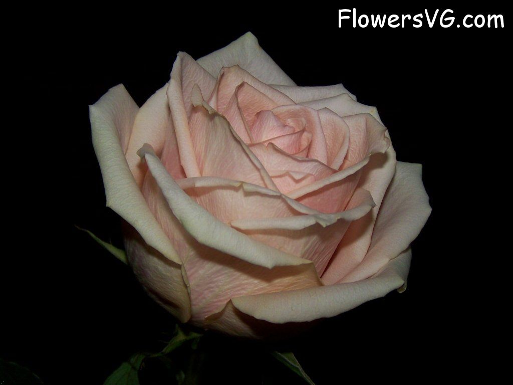 rose_light_pink_white_beautiful_cut photo