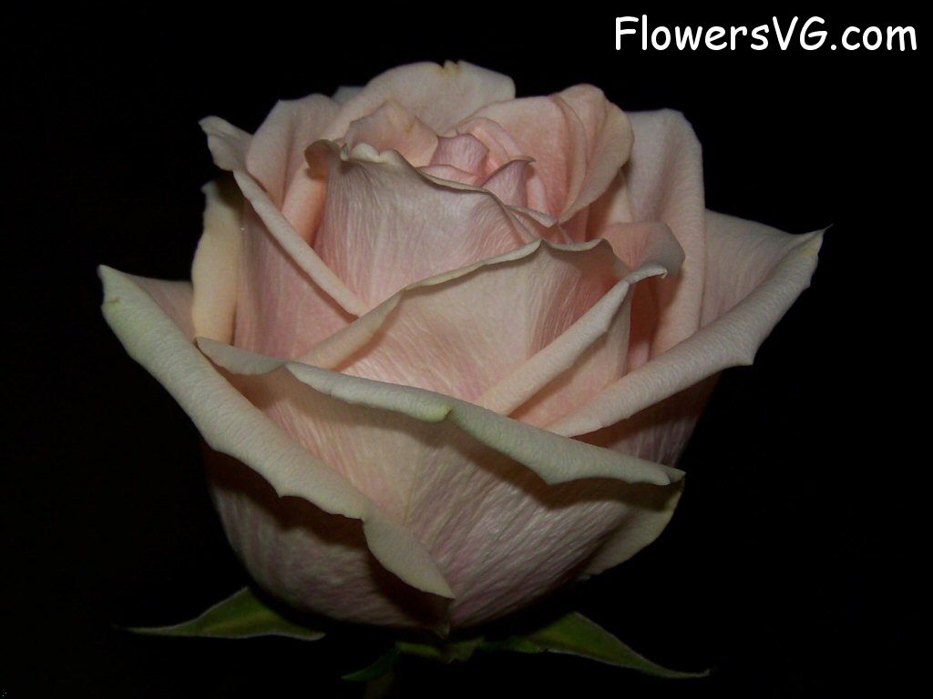 rose_light_pink_white_beautiful_cut_flower photo