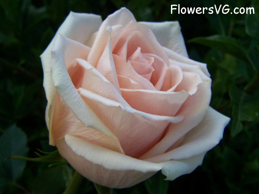 rose_light_pink_white_beautiful_flower photo
