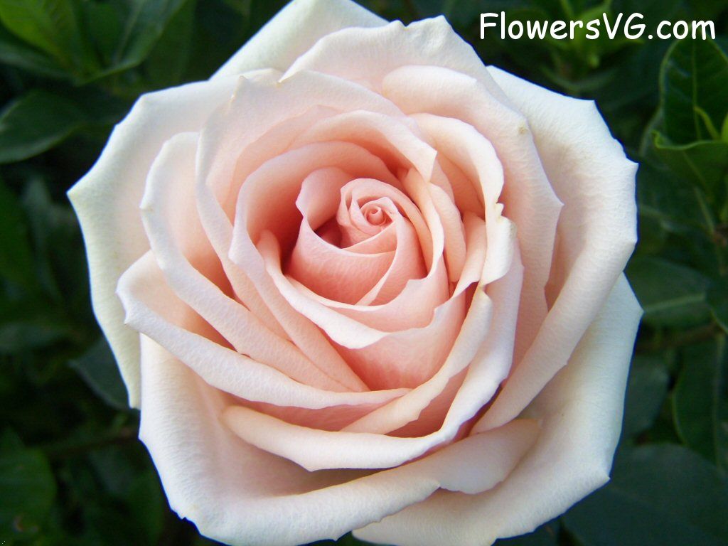 rose_light_pink_white_beautiful_garden_flower photo