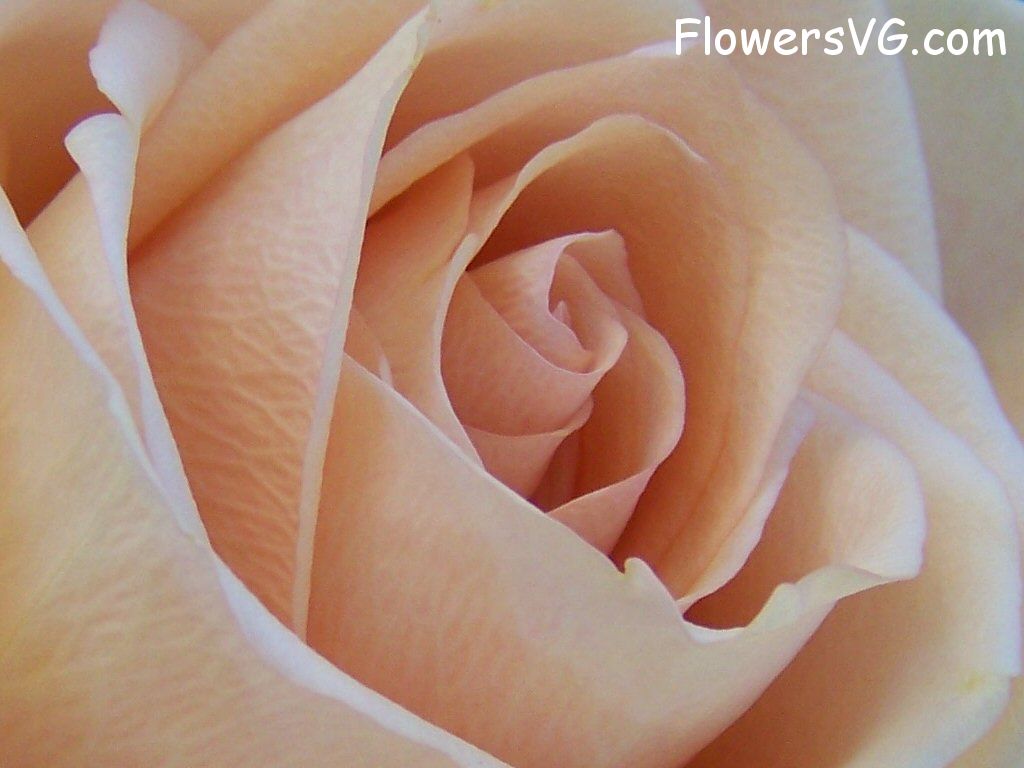 rose_light_pink_white_bloom photo