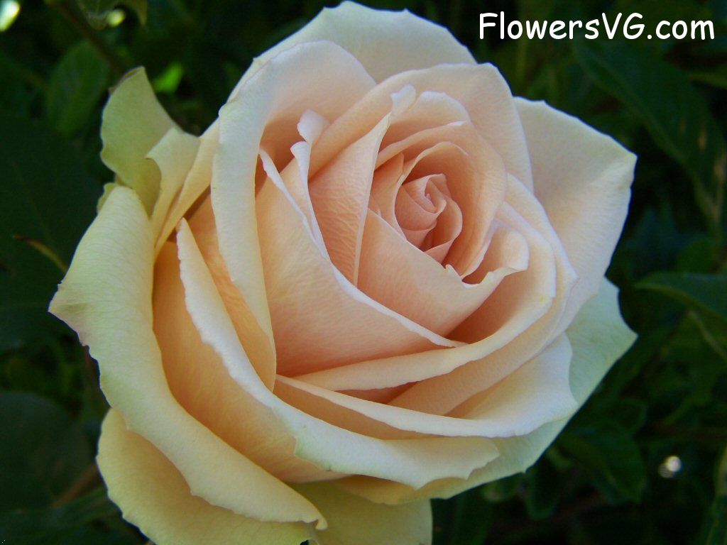rose_light_pink_white_bloomed photo