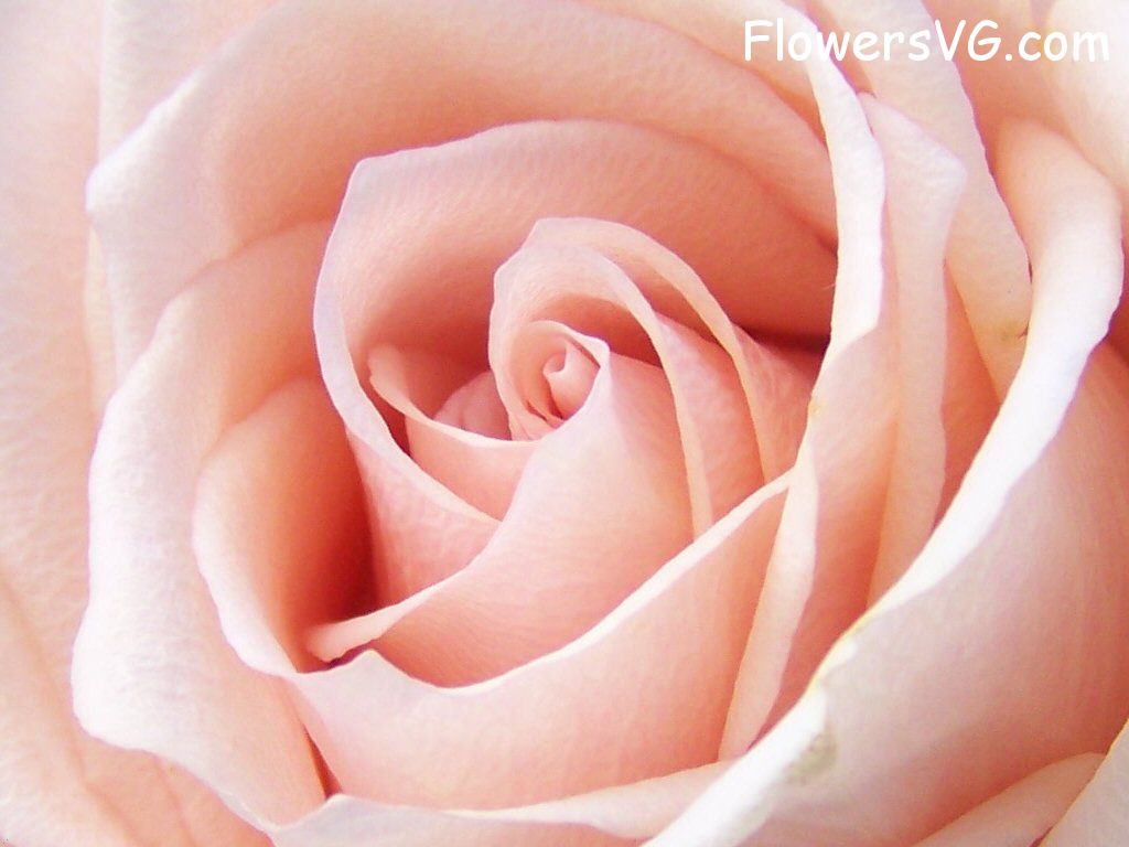rose_light_pink_white_closeup photo