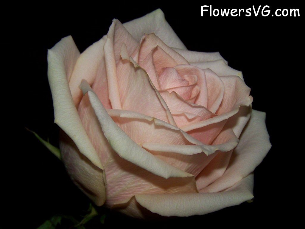 rose_light_pink_white_cut photo