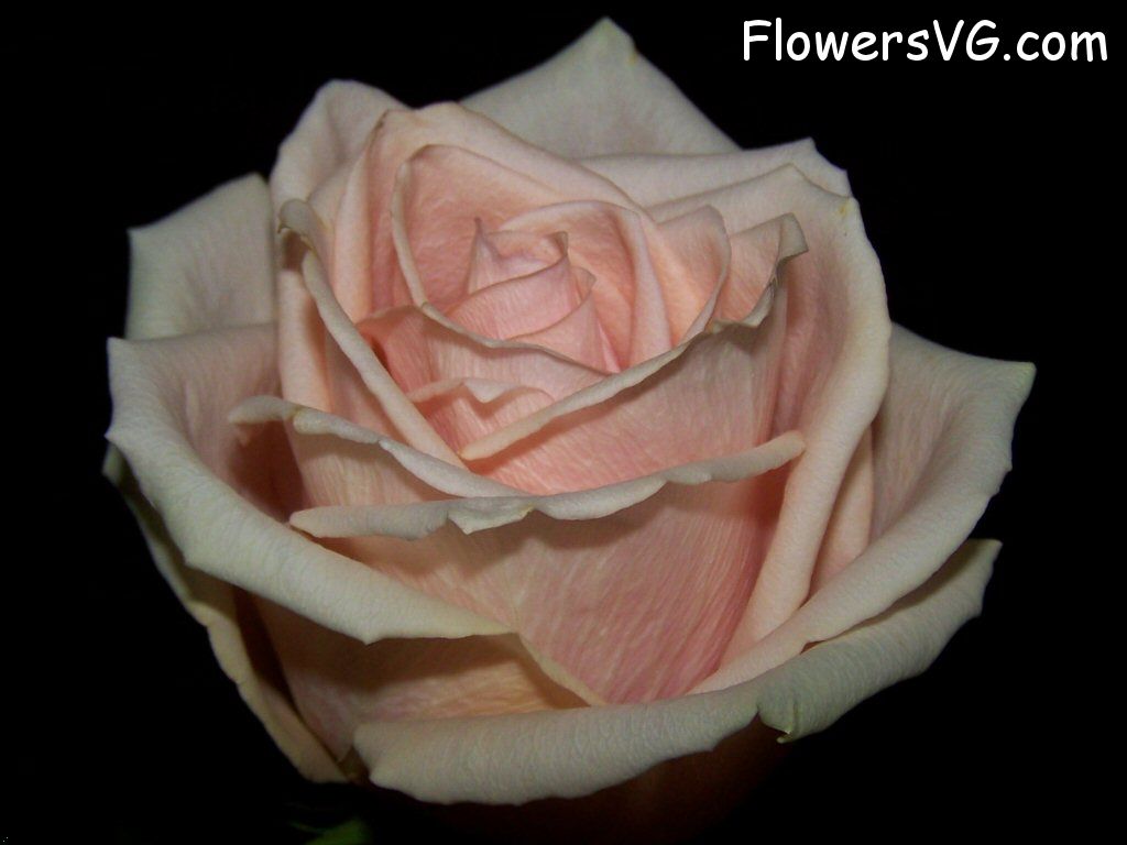 rose_light_pink_white_cut_beautiful_flower photo