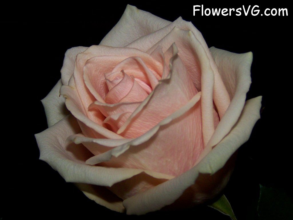 rose_light_pink_white_cut_black_background photo
