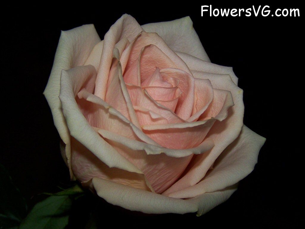 rose_light_pink_white_cut_flower photo