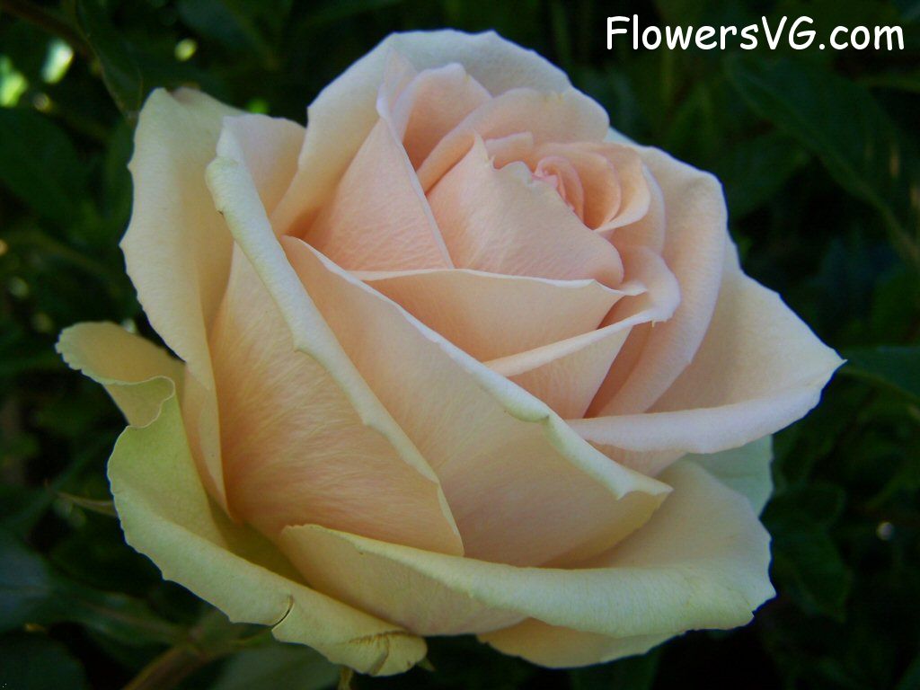 rose_light_pink_white_garden photo
