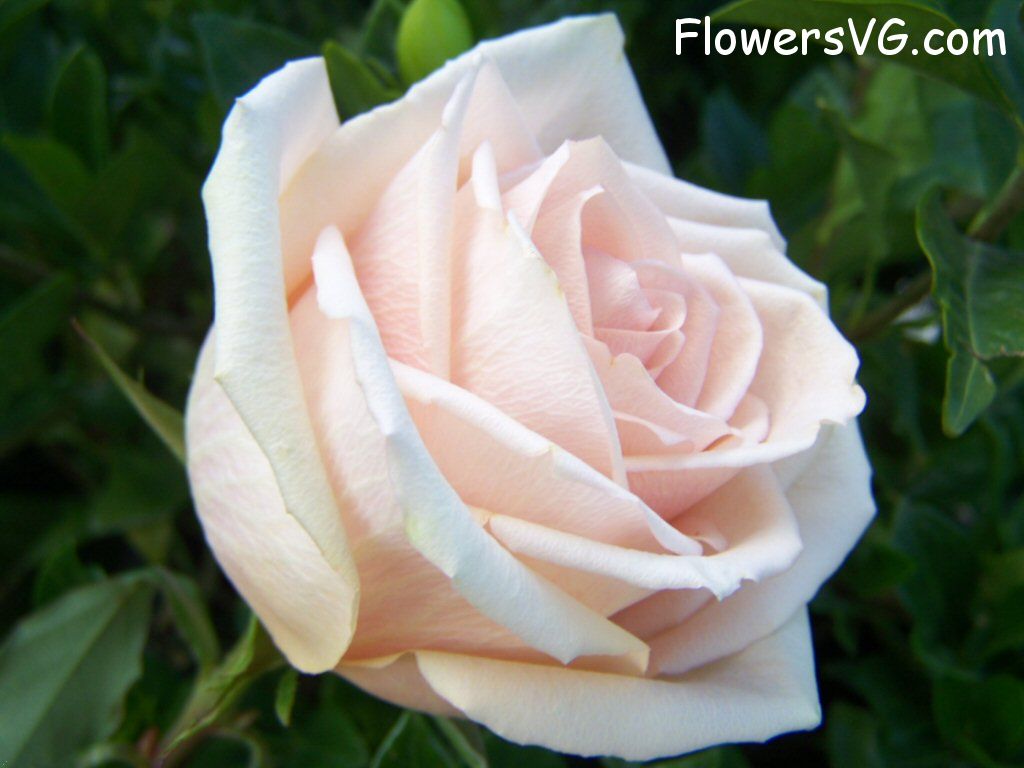 rose_light_pink_white_garden_big_bloom photo