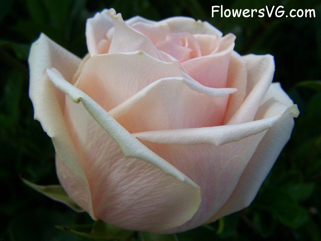 rose_light_pink_white_garden_big_flower photo