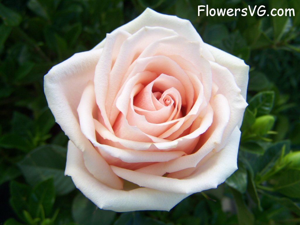 rose_light_pink_white_garden_bloom photo