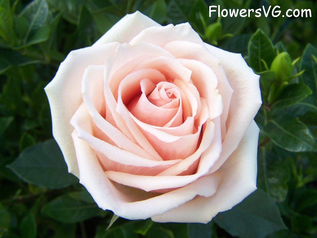 rose_light_pink_white_garden_bloomed photo