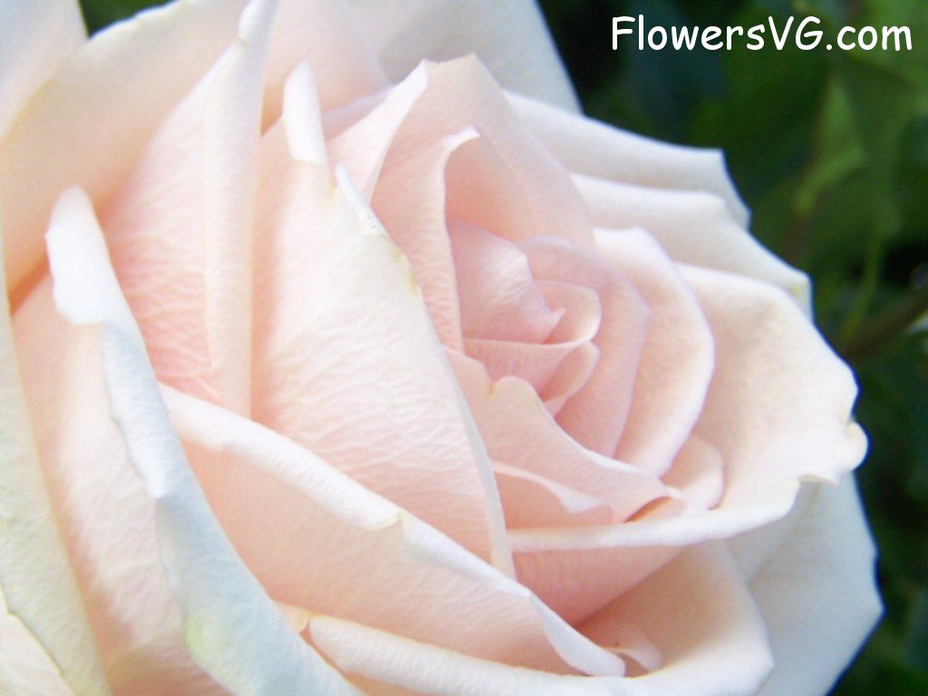 rose_light_pink_white_garden_closeup photo