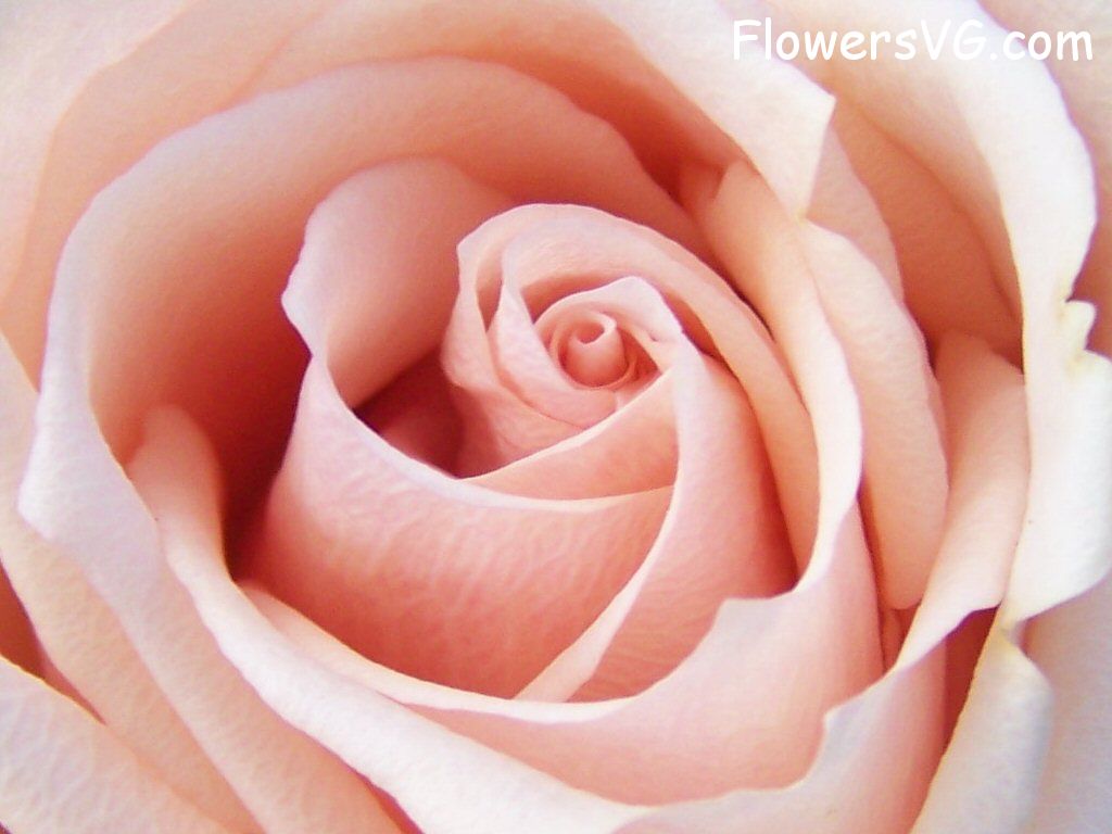 rose_light_pink_white_garden_flower photo