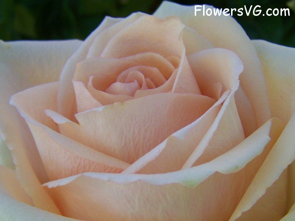 rose_light_pink_white_large_bloomed photo